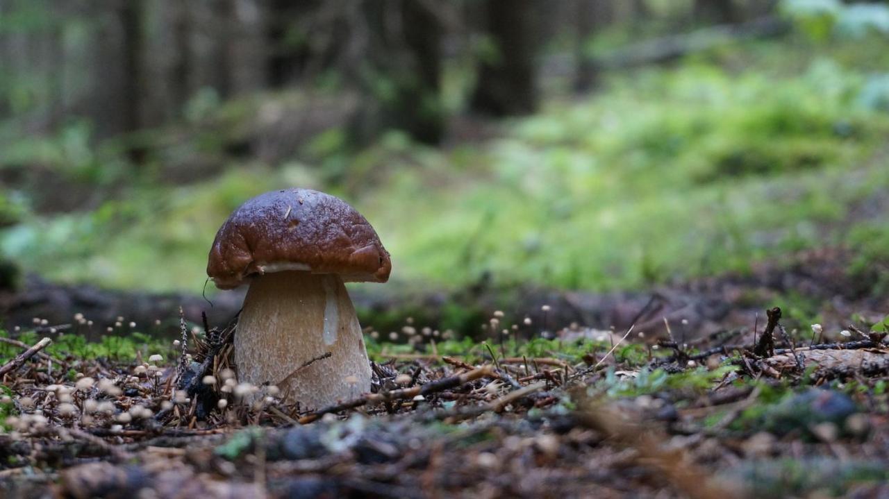 Le Vallon D'Armandine, Gite Ecologique Auvergne Saint-Hilaire  Kültér fotó